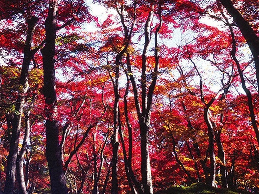Gora Hanaougi Hakone Exterior foto